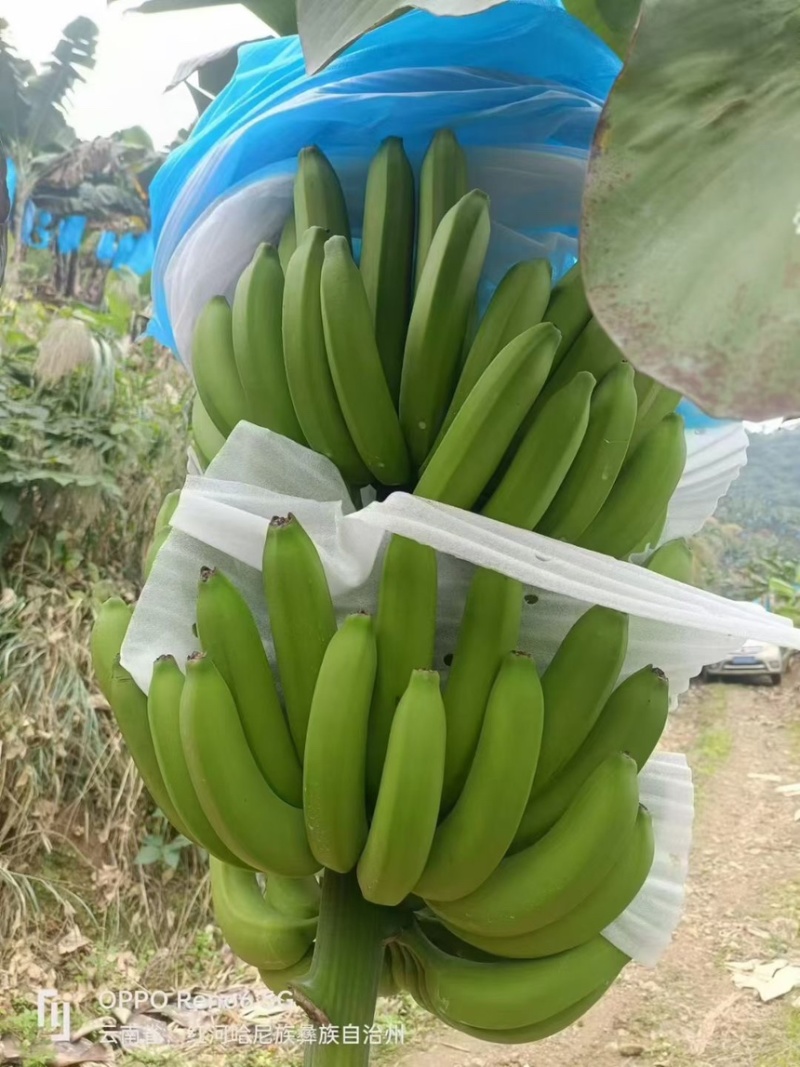 精品香蕉，货源充足，价格便宜，全国发货，规格齐全