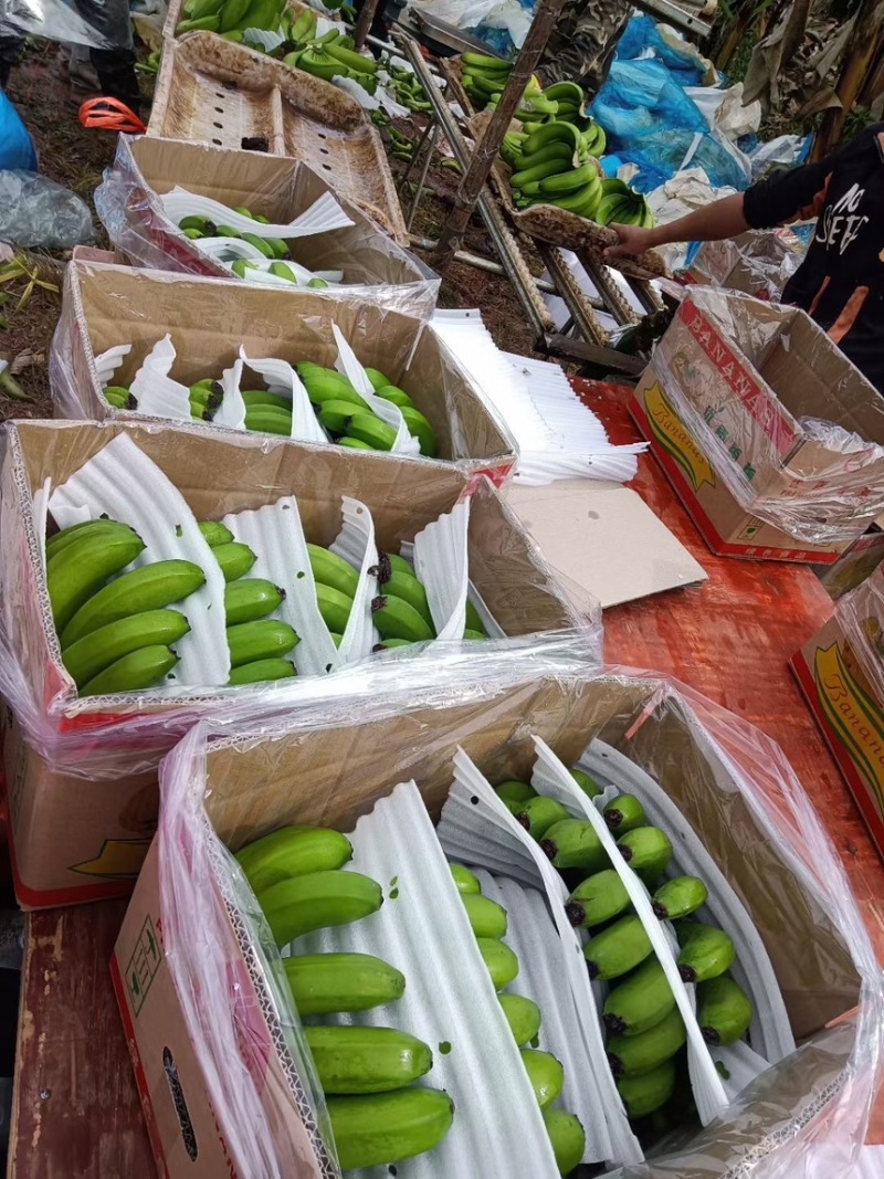 精品香蕉，货源充足，价格便宜，全国发货，规格齐全