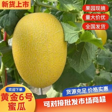黄金蜜瓜黄二五凤金6号糖度高口感脆对接各大电商