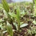 白芨苗四川中药材种植基地白芨种植基地批发价格实惠