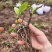 白芨苗四川中药材种植基地白芨种植基地批发价格实惠