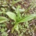白芨苗四川中药材种植基地白芨种植基地批发价格实惠