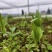 白芨苗四川中药材种植基地白芨种植基地批发价格实惠