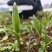 白芨苗四川中药材种植基地白芨种植基地批发价格实惠