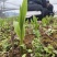 白芨苗四川中药材种植基地白芨种植基地批发价格实惠