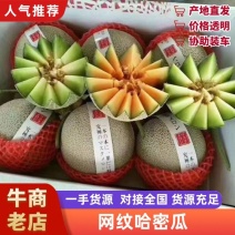 【爆甜多汁】网纹哈密瓜现摘头茬精品新鲜水果商超品质