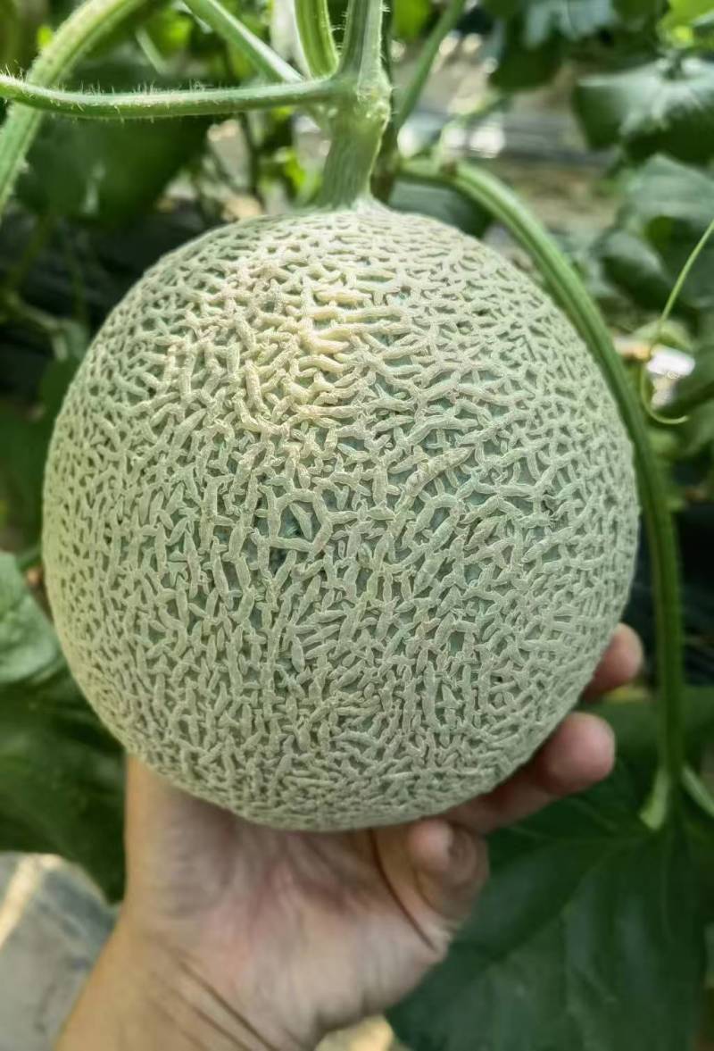 【爆甜多汁】网纹哈密瓜现摘头茬精品新鲜水果商超品质