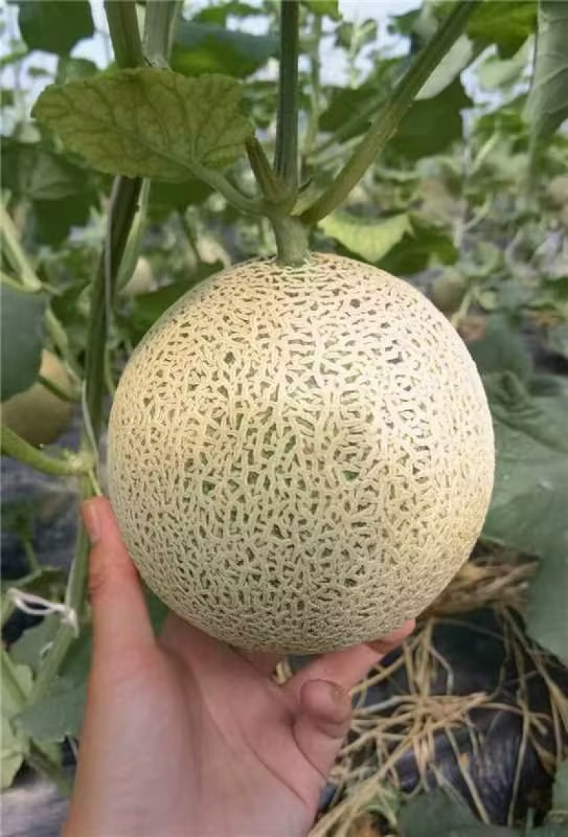 【爆甜多汁】网纹哈密瓜现摘头茬精品新鲜水果商超品质