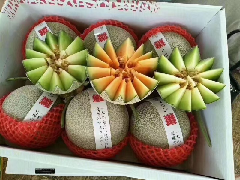 【爆甜多汁】网纹哈密瓜现摘头茬精品新鲜水果商超品质