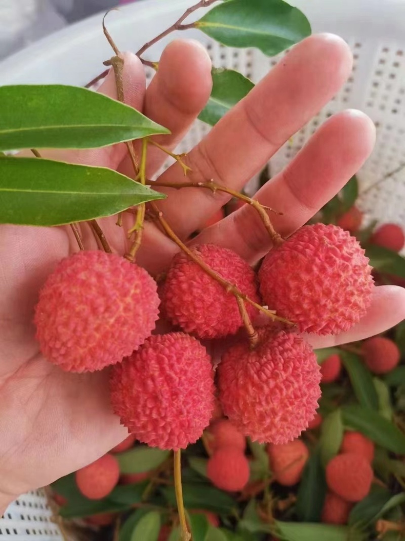 广东正宗高州桂味荔枝