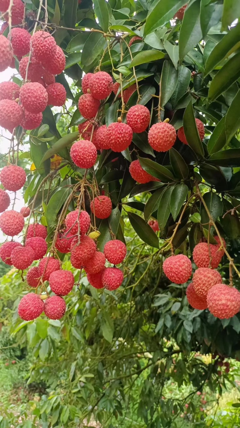 广东正宗高州桂味荔枝