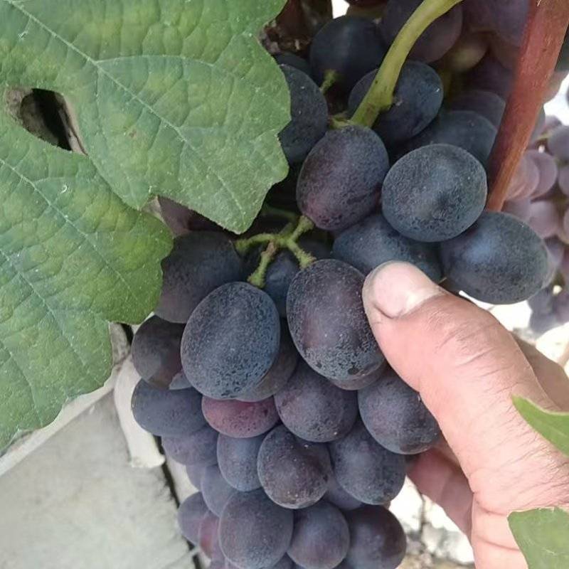 夏黑葡萄山东产区直发保质保量供货价钱实惠