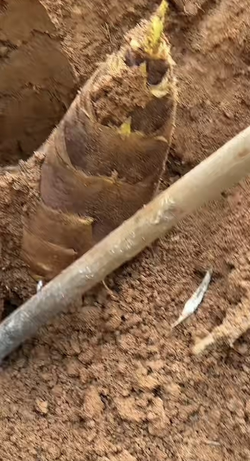 春天的味道,春笋