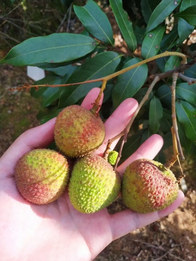妃子笑荔枝