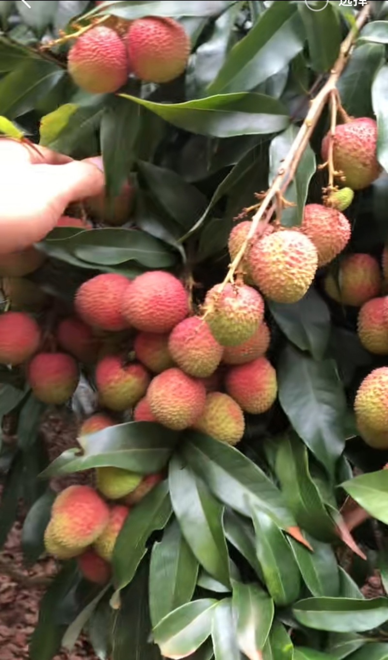 妃子笑荔枝