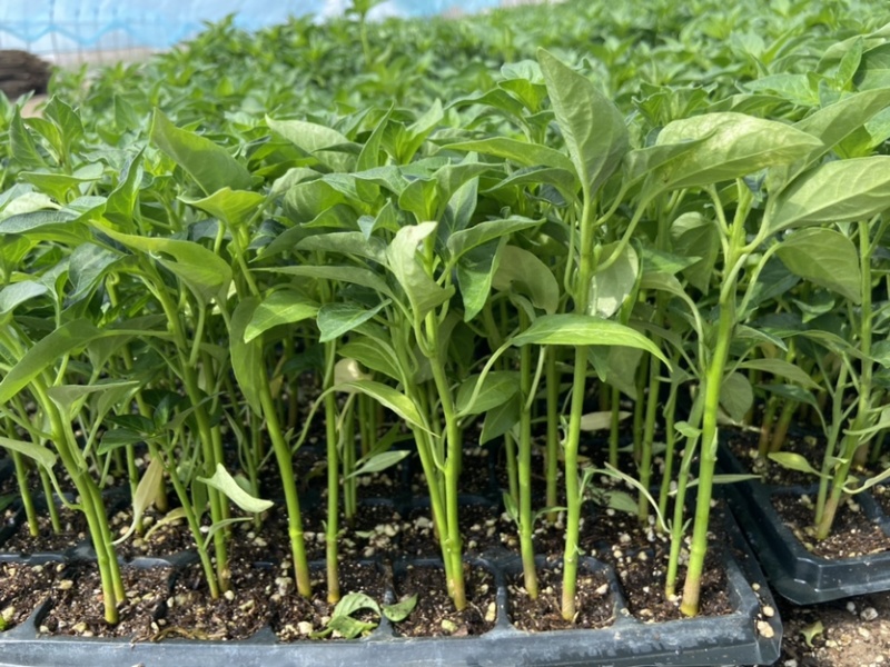 辣椒苗，精品辣椒苗，厂家直供，货源充足，质量保证，