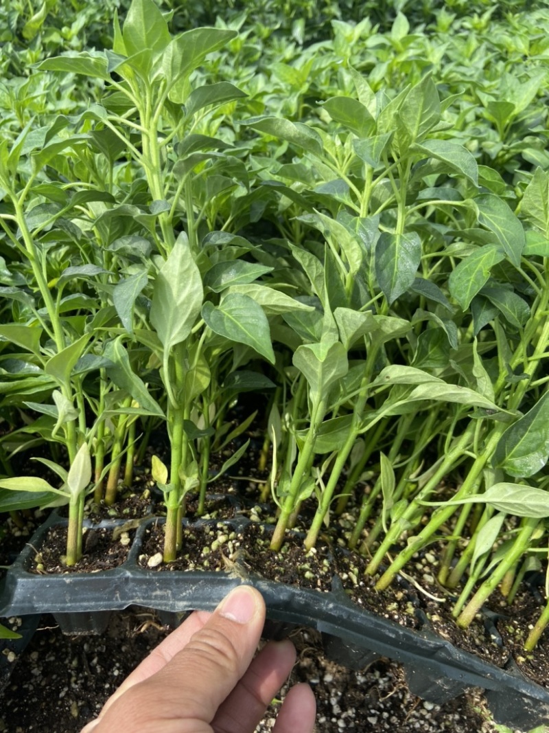 辣椒苗，精品辣椒苗，厂家直供，货源充足，质量保证，