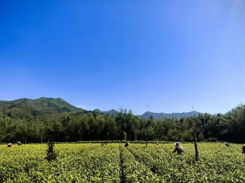 浙江安吉白茶湖州头采新茶安吉白茶