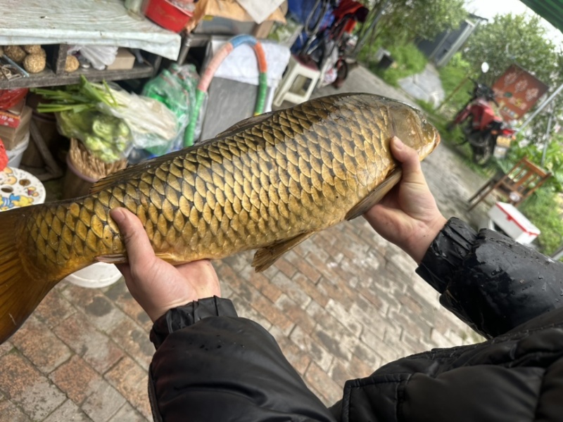 鲤鱼