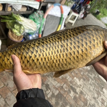 鲤鱼
