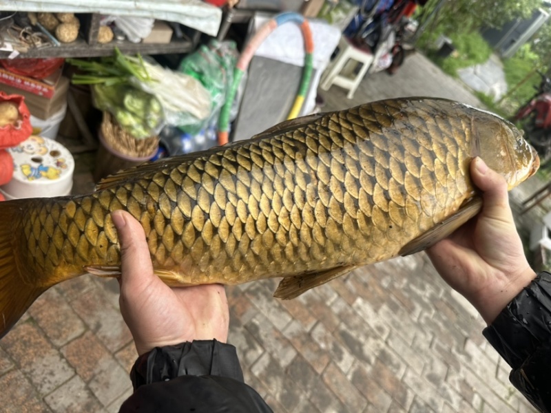 鲤鱼