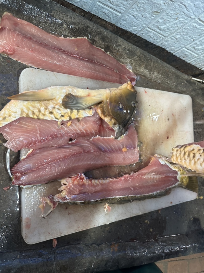 鲤鱼