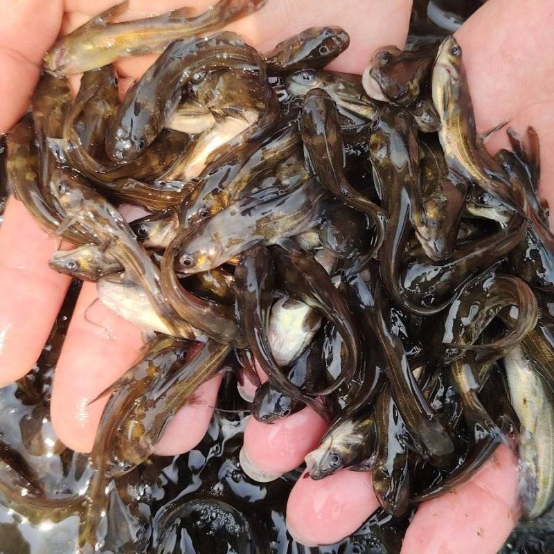黄骨鱼苗，大量批发全国各地发货