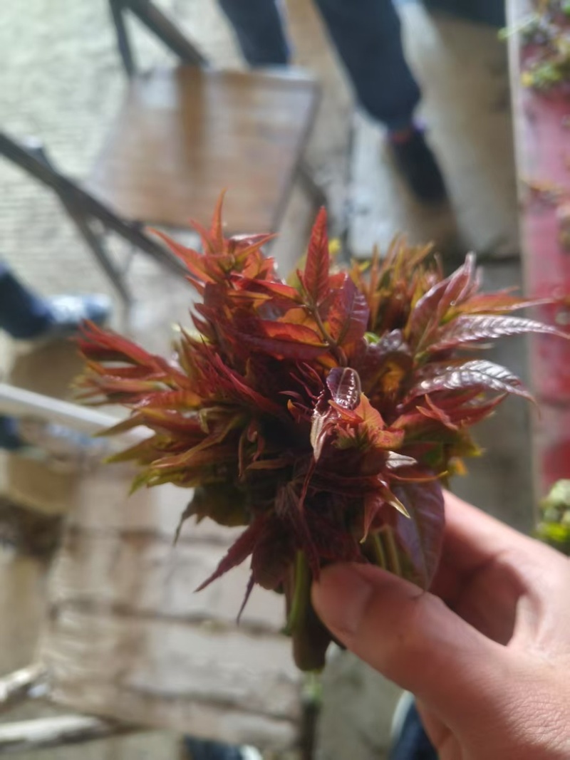 香椿