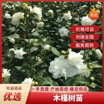 安徽亳州木槿树，花香千里，价格可谈，对接全国