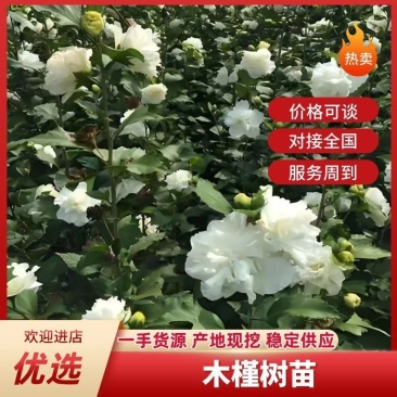 安徽亳州木槿树，花香千里，价格可谈，对接全国