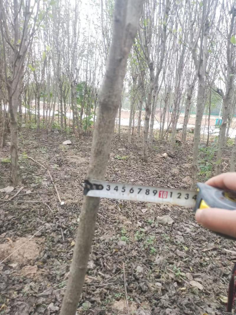 安徽亳州木槿树，花香千里，价格可谈，对接全国