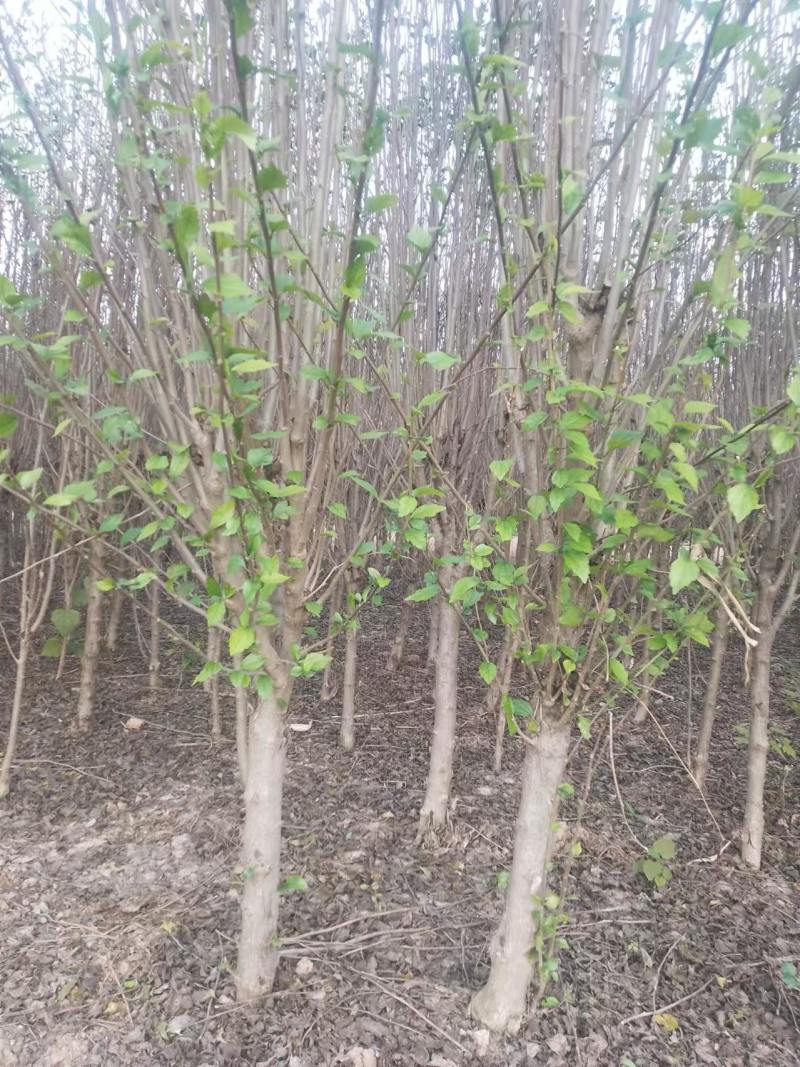 安徽亳州木槿树，花香千里，价格可谈，对接全国