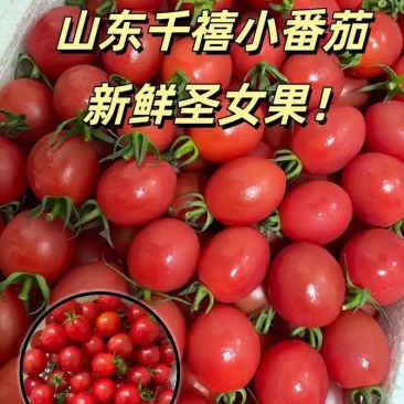 山东莘县圣女果上市中口感好，卖相好，直供商超