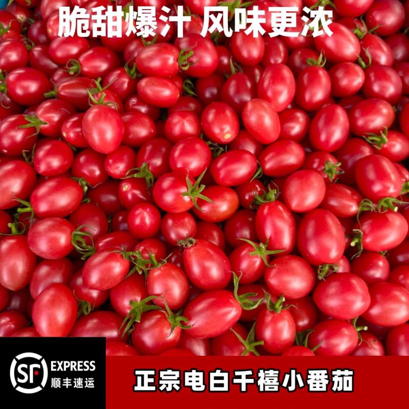山东莘县圣女果上市中口感好，卖相好，直供商超
