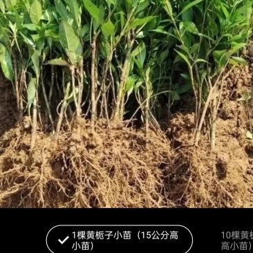 栀子树苗，药栀子，药色两用大叶栀子。