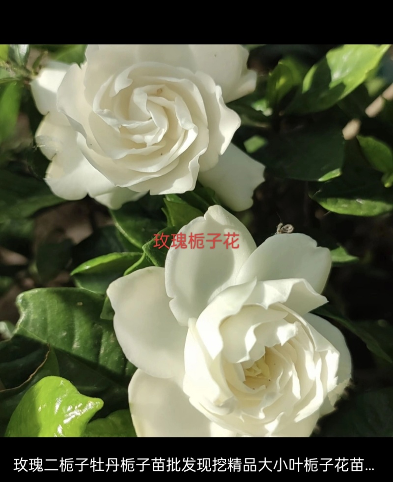 栀子树苗，药栀子，药色两用大叶栀子。