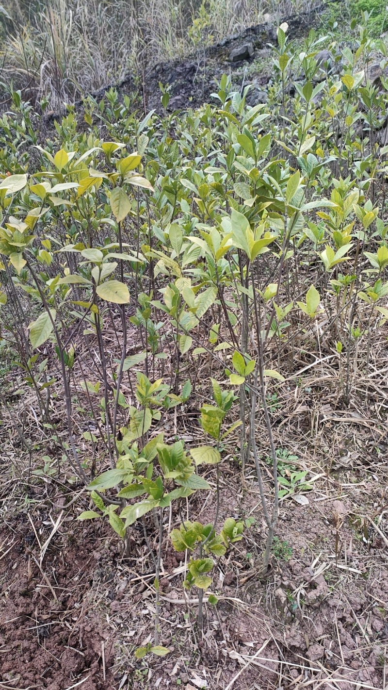 栀子树苗，药栀子，药色两用大叶栀子。