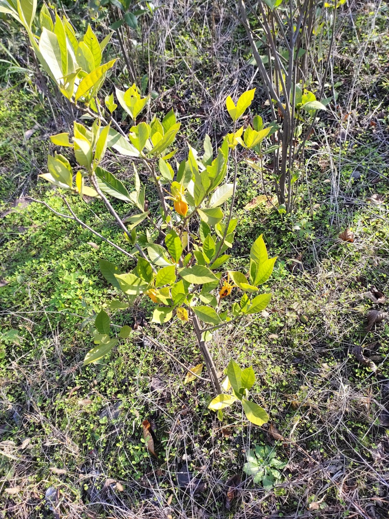 栀子树苗，药栀子，药色两用大叶栀子。