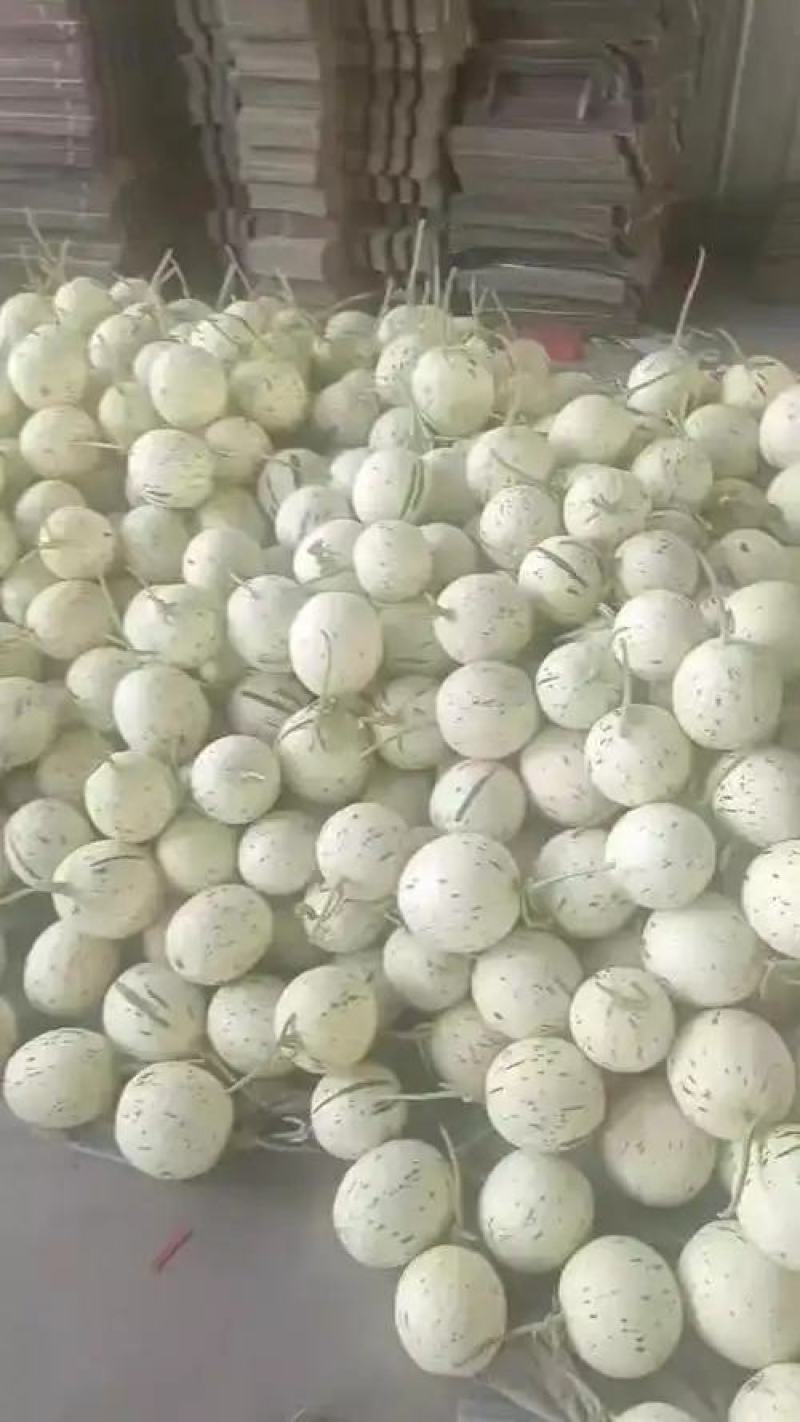 蜜露甜瓜上市中，口感好，诚信为本
