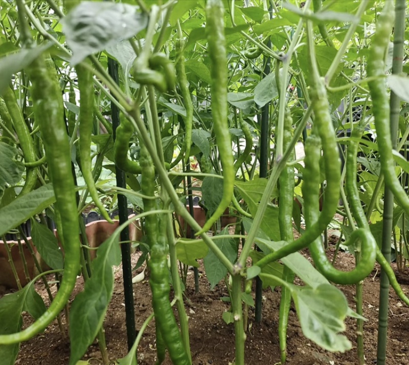 广西二号杭椒，55号辣椒，三号辣椒螺线大量供应。