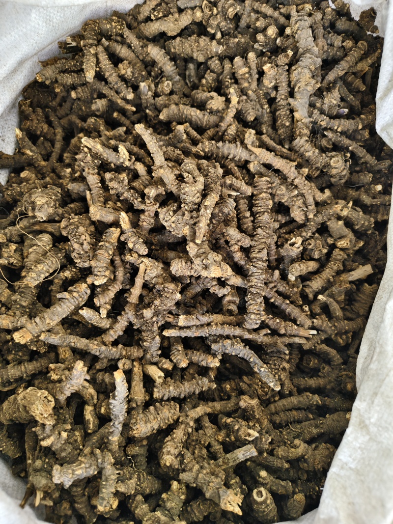 羌活中药材正品野生蚕羌活羌活片批发零售量大从优实物拍摄
