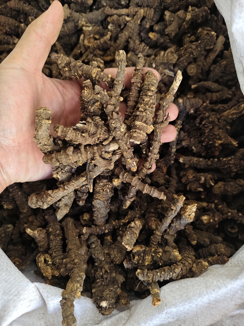 羌活中药材正品野生蚕羌活羌活片批发零售量大从优实物拍摄