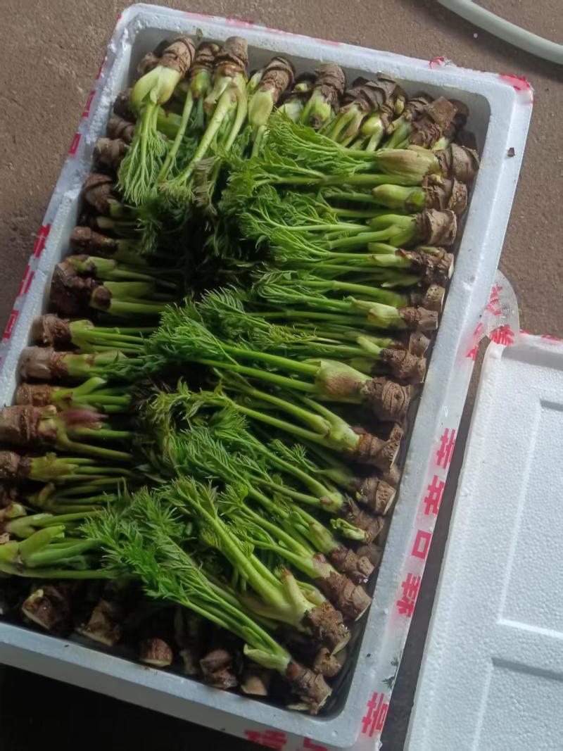 刺嫩芽