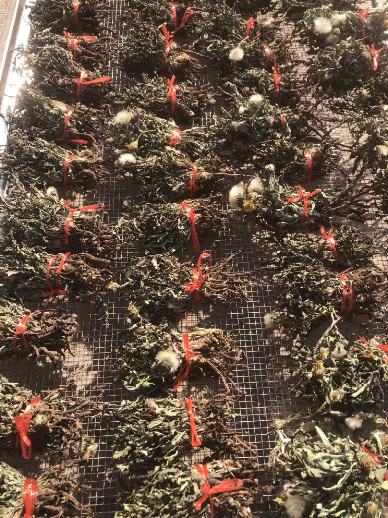 水洗蒲公英，带根，装箱子，可以看东西怎么样