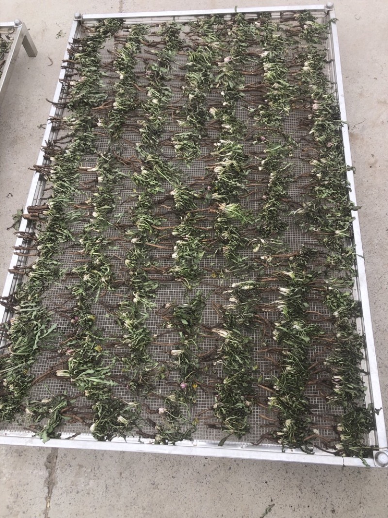 水洗蒲公英，带根，装箱子，可以看东西怎么样