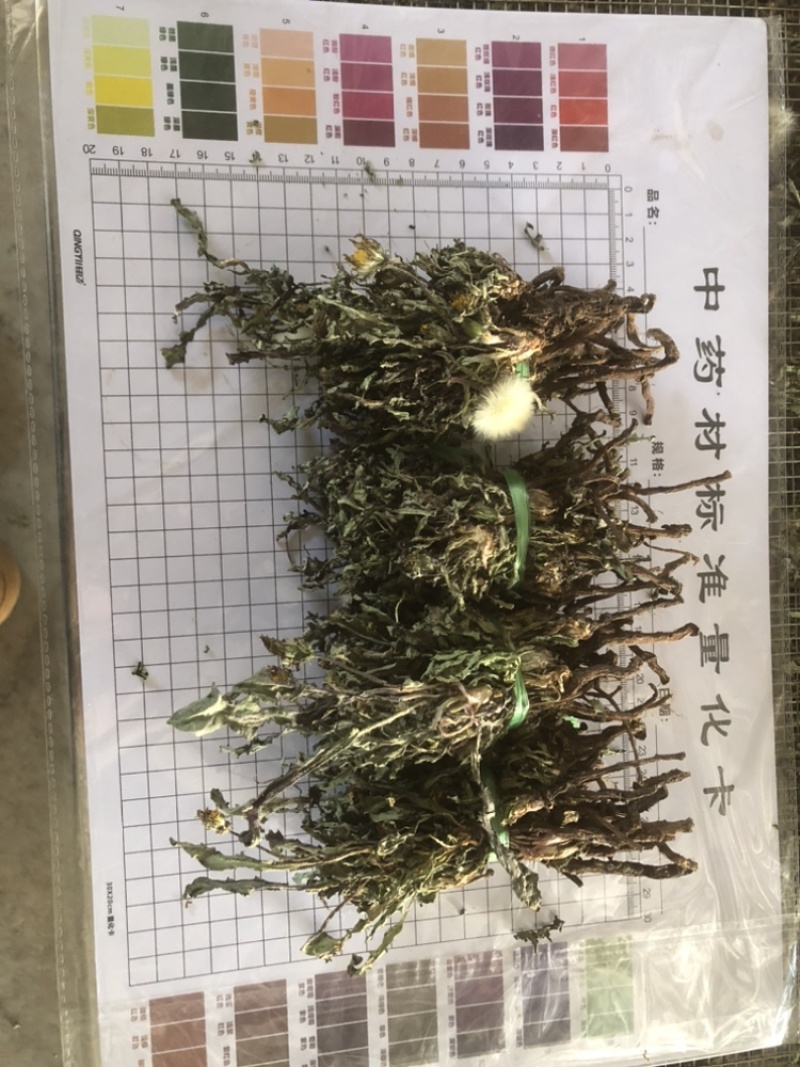 水洗蒲公英，带根，装箱子，可以看东西怎么样