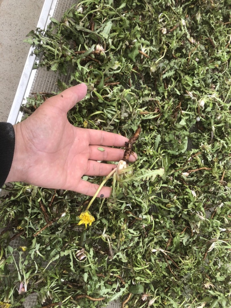 水洗蒲公英，带根，装箱子，可以看东西怎么样