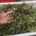 水洗蒲公英，带根，装箱子，可以看东西怎么样
