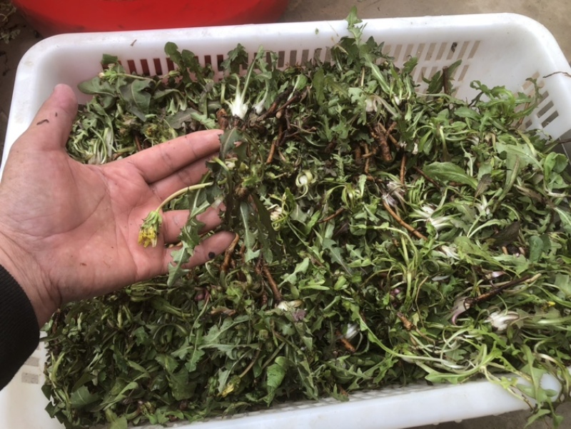 水洗蒲公英，带根，装箱子，可以看东西怎么样