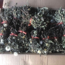 水洗蒲公英，带根，装箱子，可以看东西怎么样